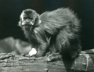 A Brown or Tufted Capuchin at London Zoo, July 1914